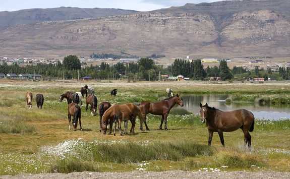 horses in patagonia