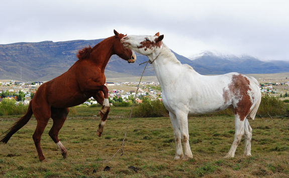 wild horses in el calafate