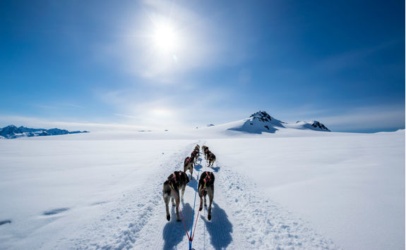 dog sled