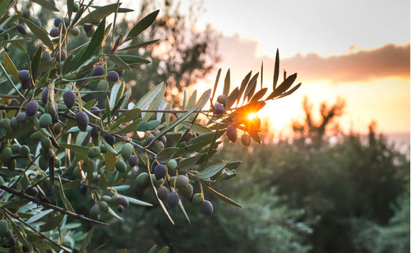 olive tree sunset