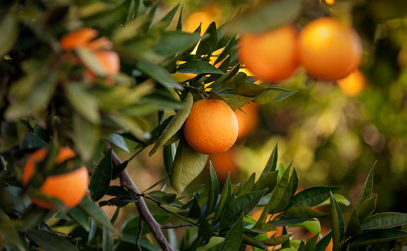 orange ranch