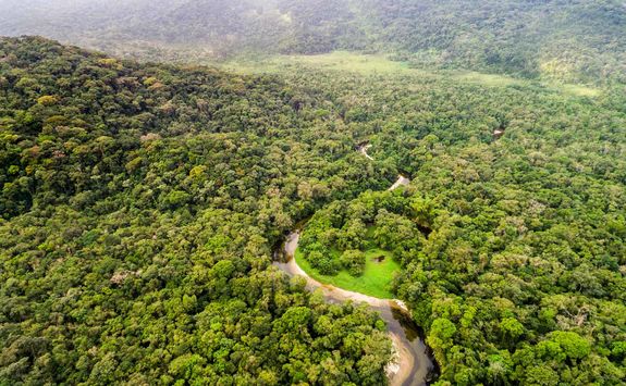 Belize forest