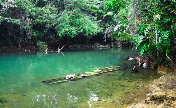 Water pool in the rainforest