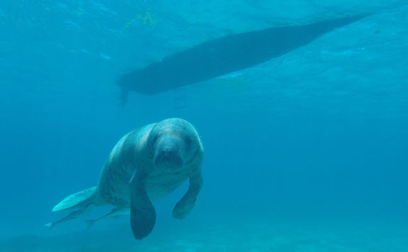 Manatee Caya Caulker
