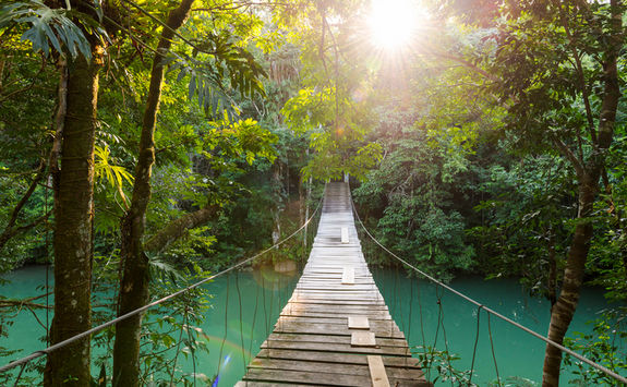 Tranquil forest footbridge