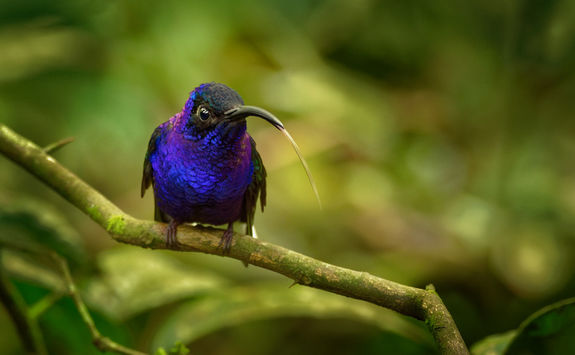 Violet sabrewing bird