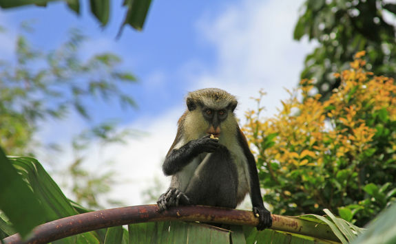 Monkey in Grenada