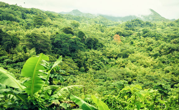 Grenada rainforest
