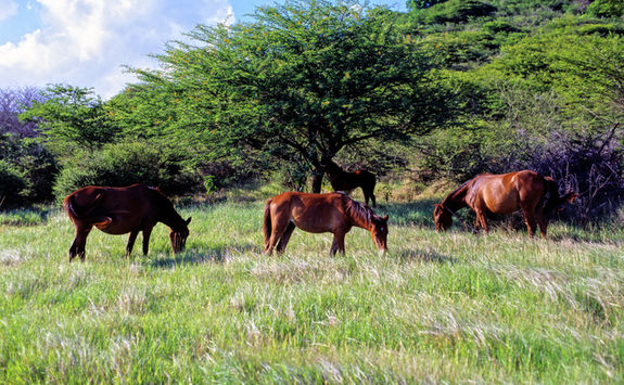 Wild horses, Grenada