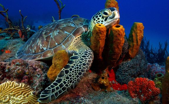 Turtle in Grenada