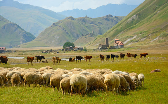 Sheep grazing in the gorge, Kazbegi