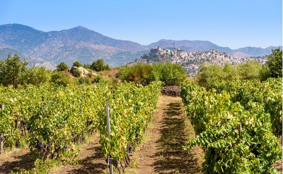 vineyard mount etna