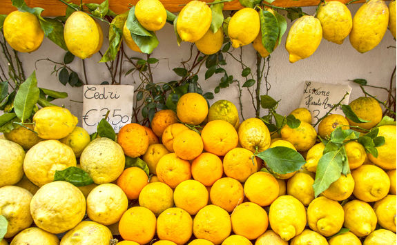 amalfi lemons