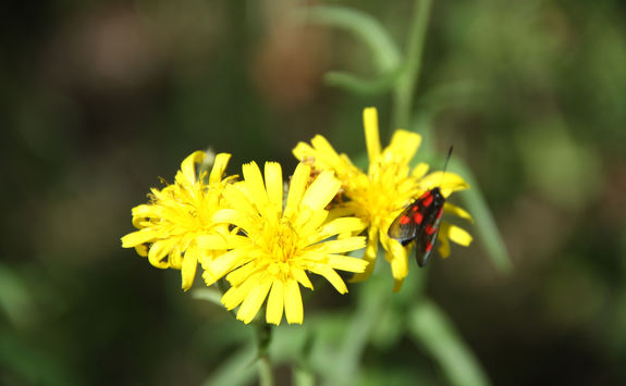 wild flowers albania