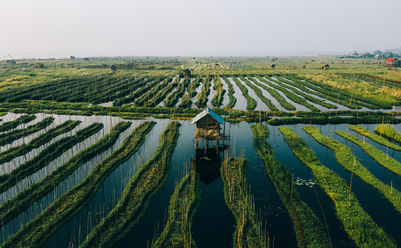 floating garden on the lake