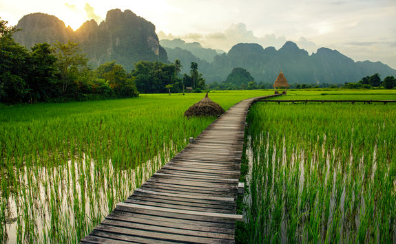rice paddles