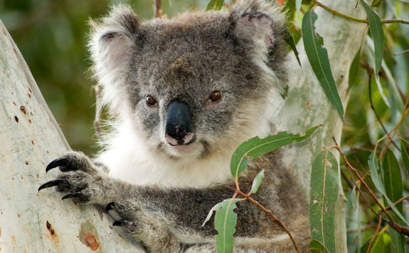 koala on kangaroo island