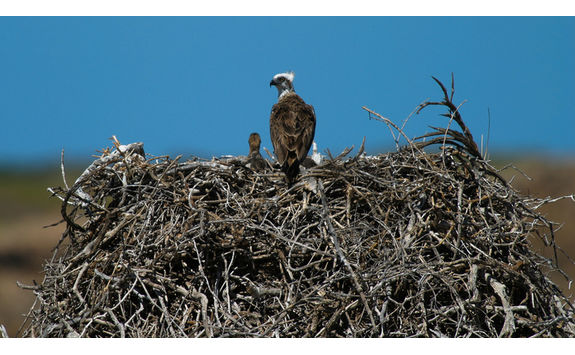 sea eagle nest