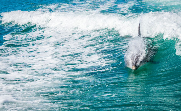 dolphin abel tasman national park