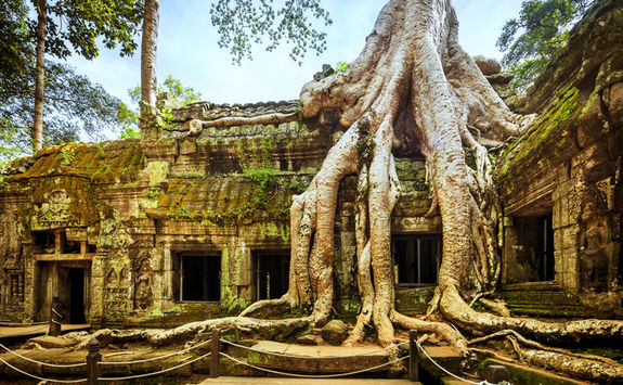 Thick roots at the temple of the forest