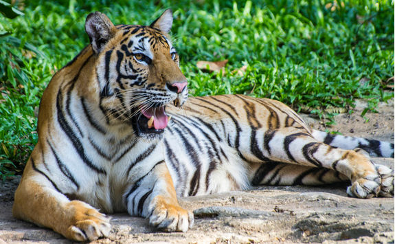 Tiger relaxing