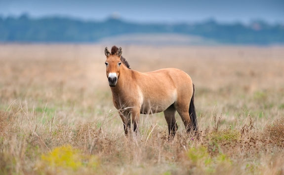 takhi horse