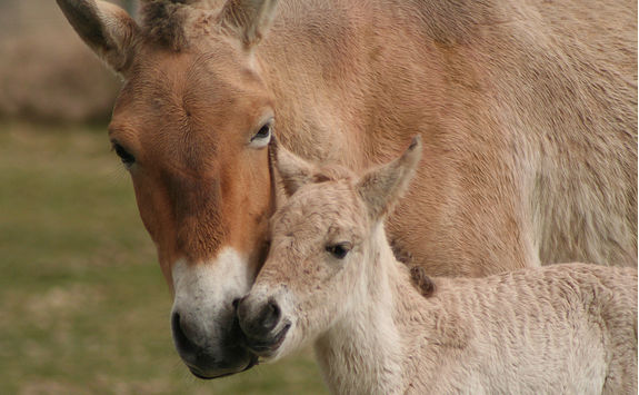 takhi mare and foal