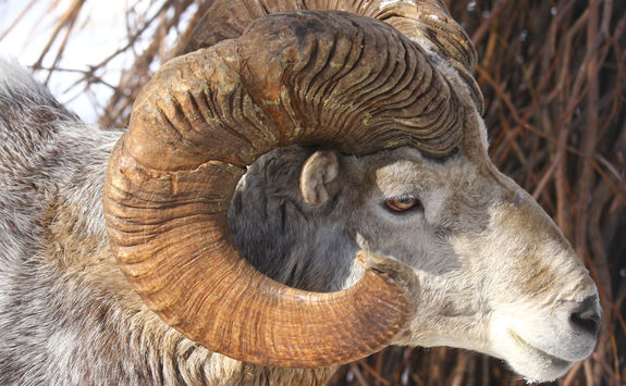 mountain sheep