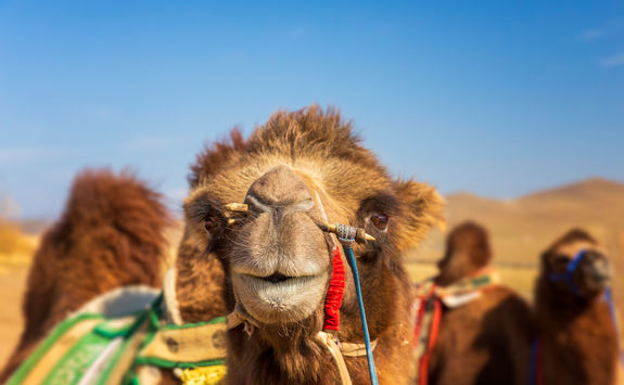 camel