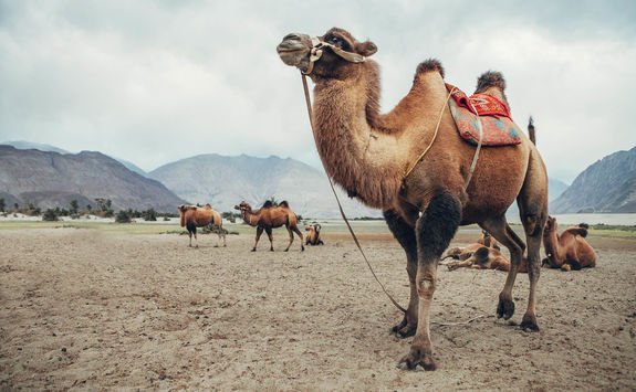 sitting camels