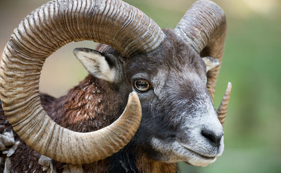 mouflon ram