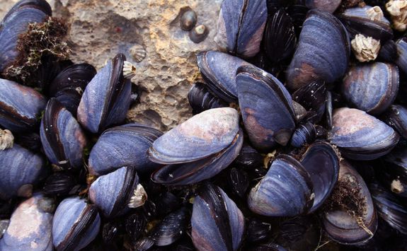 mussels on the rock