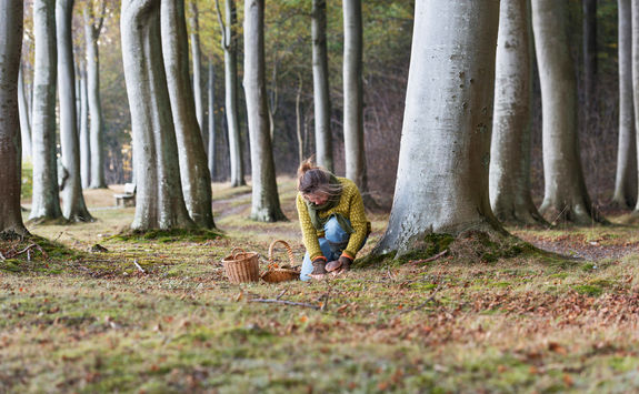 foraging in the forest