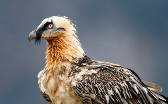 bearded vulture