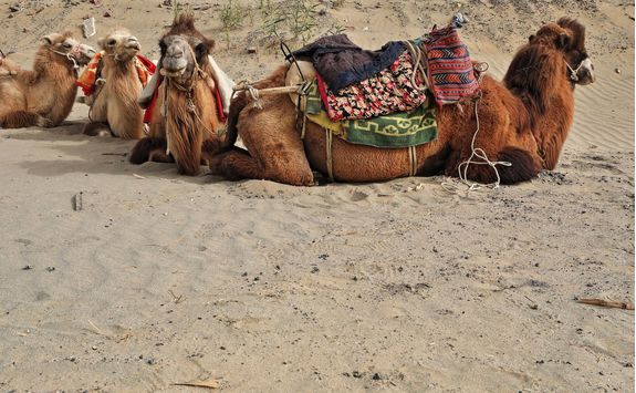 camels with saddles