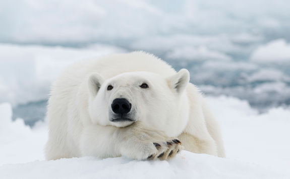 svalbard polar bear