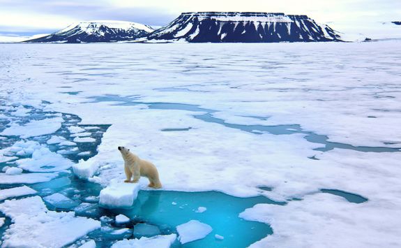 polar bear