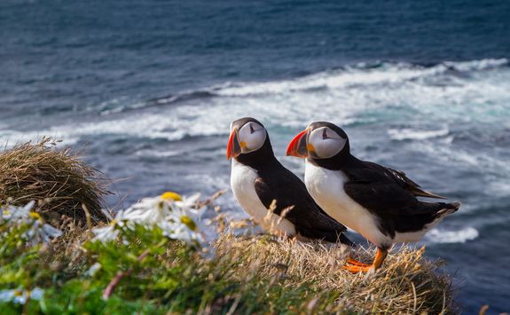 puffins on puffin island
