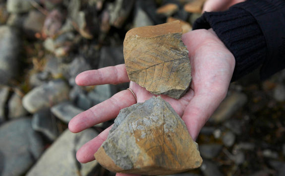 fossils in svalbard