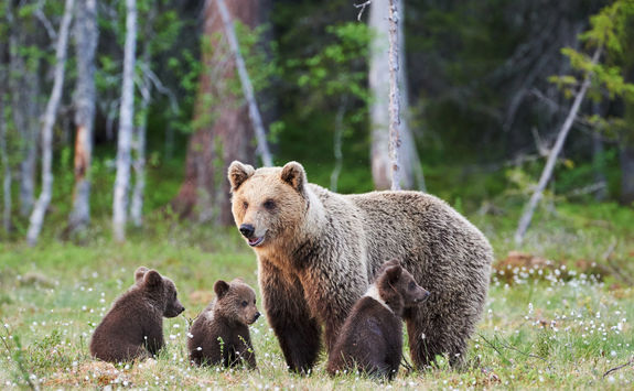 grizzly bear cubs
