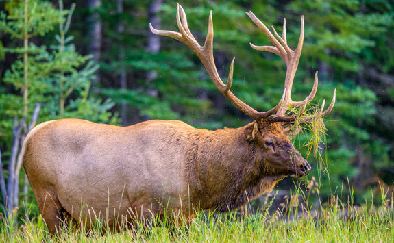elk jasper national park