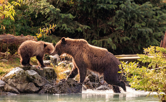grizzly bear cub river