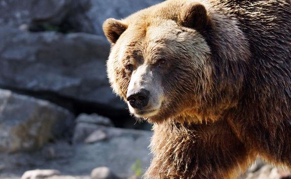 grizzly bear canada