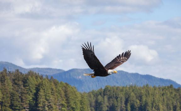 bald eagle canada