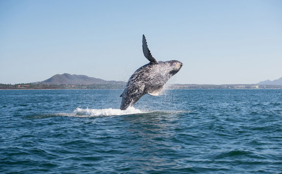 whale breaching