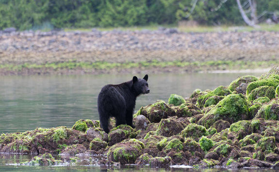black bear on rocks