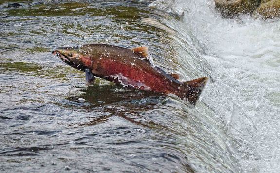 salmon