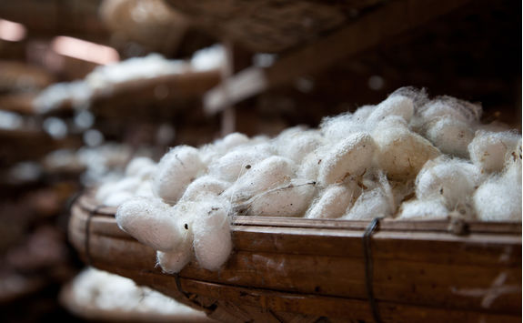 silk worms in a factory