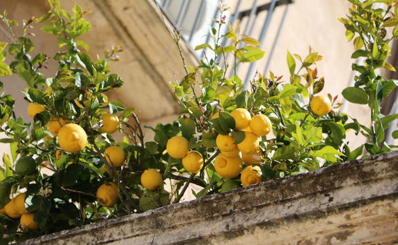 lemon tree syracuse