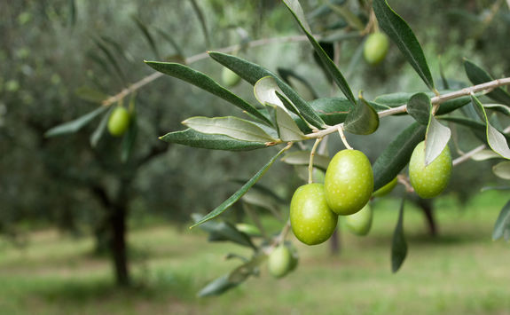 olive tree detail